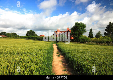 Un sentiero pubblico attraverso un campo di orzo vicino a Kenilworth, Warwickshire. Foto Stock