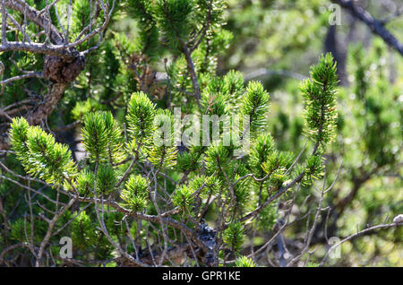 Aghi retroilluminato di Jack pine (Pinus banksiana) bagliore nel pomeriggio la luce solare, porto di betulla montagna, parco nazionale di Acadia, Maine. Foto Stock