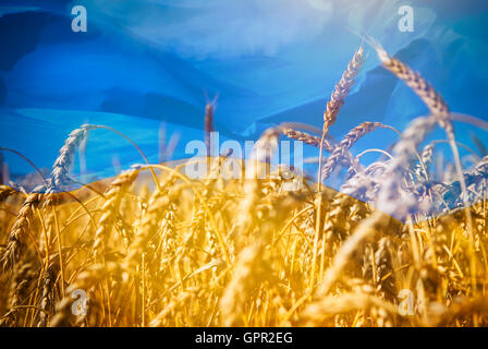 Bandiera dell'Ucraina e un campo di grano in oro sotto il cielo Foto Stock