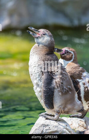 Pinguini Humboldt stand su una roccia Foto Stock