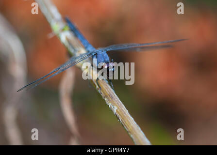 Libellula blu che è seduto su un ramoscello Foto Stock