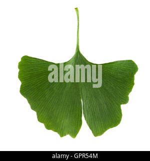 Il Ginkgo biloba leaf isolati su sfondo bianco. Foglie da Ginkgophyta, chiamato anche maidenhair tree, utilizzati in medicina. Macro. Foto Stock