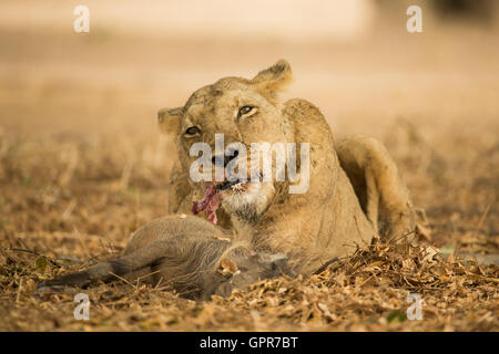 Lion (Panthera leo) con Warthog kill (Phacochoerus africanus) Foto Stock