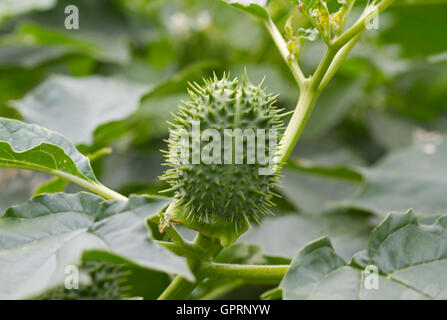 Capsule di semi di Thornapple (Datura stramonium), noto anche come Jimson weed o Devil's rullante, Datura stramonium Foto Stock