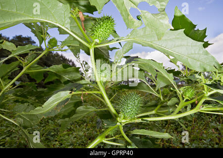 Le capsule di semi di Thornapple (Datura stramonium), noto anche come Jimson weed o Devil's rullante, Datura stramonium Foto Stock