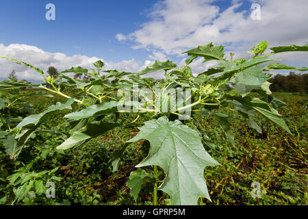 Le capsule di semi di Thornapple (Datura stramonium), noto anche come Jimson weed o Devil's rullante, Datura stramonium Foto Stock