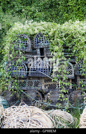 Aragosta e granchio cestelli sul pontile coperto di piante caprifoglio Foto Stock