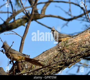 Chiazzato mousebird (Colius striatus) un insolito uccello con tipo pelose piume quindi il nome mousebird. Foto Stock