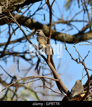 Chiazzato mousebird (Colius striatus) un insolito uccello con tipo pelose piume quindi il nome mousebird. Foto Stock