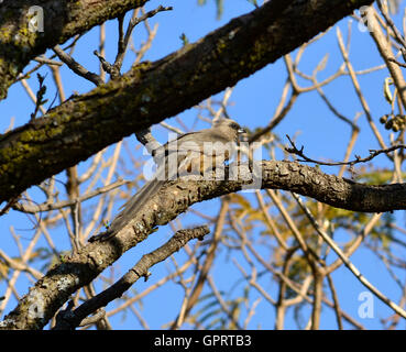 Chiazzato mousebird (Colius striatus) un insolito uccello con tipo pelose piume quindi il nome mousebird. Foto Stock