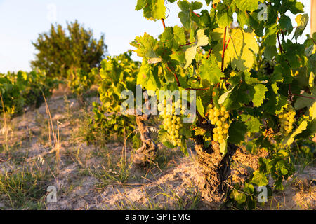 Gustosi piatti freschi uve bianche sul ramo con foglie verdi in attesa per il raccolto sul vigneto di Bozcaada, Canakkale, Turchia Foto Stock