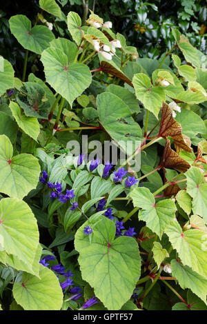 Fiore blu perenne Gentiana asclepiadea oscuranti su hardy Begonia grandis var. evansiana "Alba" Foto Stock