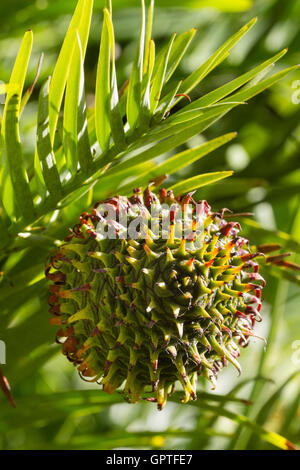 Pungenti cono femmina del "fossile vivente" Wollemi pine, Wollemia nobilis, recentemente scoperto in Australia Foto Stock