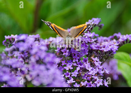 Un Rosso Admiral butterfly (Vanessa Atalanta) drink da un eliotropio fiore. Foto Stock