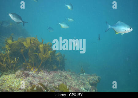 Scuola di blue maomao nella torbida acqua vicino kelp coperto scogliera rocciosa Foto Stock