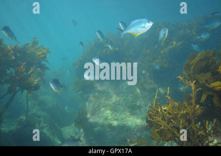 Scuola di blue maomao nella torbida acqua vicino kelp coperto scogliera rocciosa Foto Stock