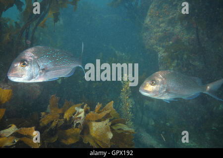 Due snapper nuoto attraverso le alghe Foto Stock