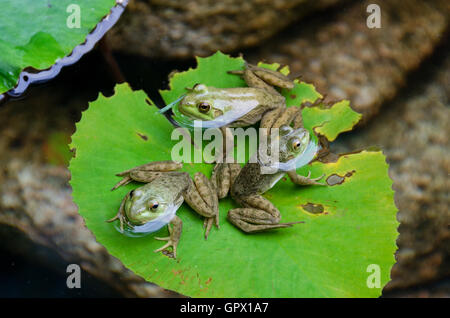 Tre la Rana Verde (Rana clamitans melanota) su un giglio pad in un giardino piscina, isola di Mount Desert, Maine. Foto Stock