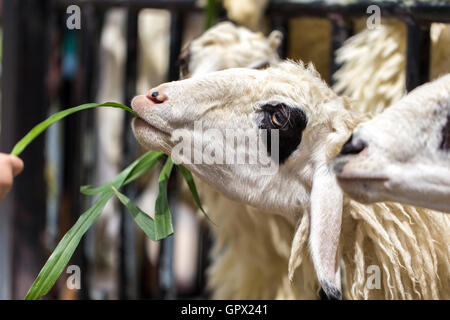 Giovane capra mangia erba alimentato da un agricoltore. Foto Stock