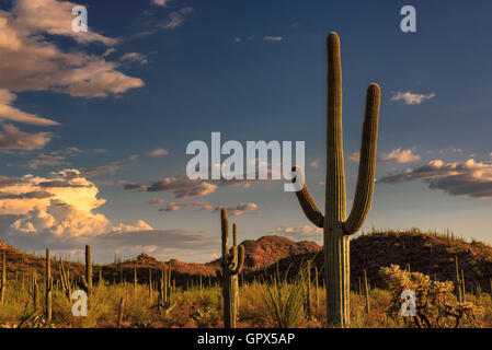 Bel Tramonto nel Parco nazionale del Saguaro vicino a Tucson, Arizona Foto Stock