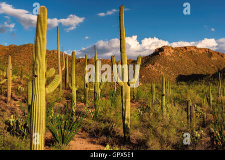 Tramonto nel Parco nazionale del Saguaro vicino a Tucson, Arizona. Foto Stock