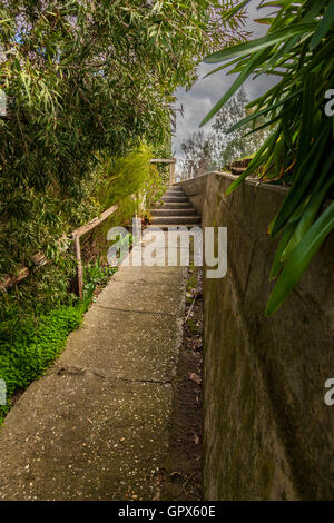 Percorso concreto all'ombra di arbusti sovradimensionate che conduce fino a una aperta e area luminosa Foto Stock