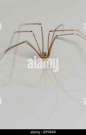 Dalle lunghe gambe cantina spider (Pholcus phalangioides) Foto Stock