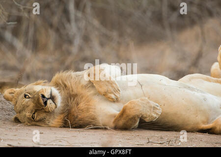 Leone maschio (Panthera leo) laminazione sul retro, guardando la fotocamera Foto Stock