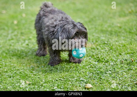 Cane Havanese giocando con una sfera sull'erba in giardino Foto Stock