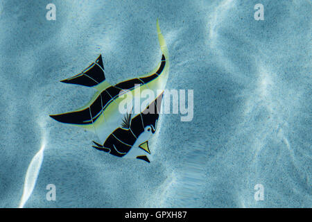 Ornamenti decorativi su una piscina inferiore. Foto Stock