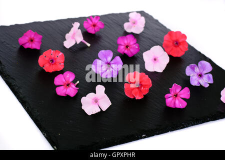 Luminose bellissimi fiori Phlox Foto Stock