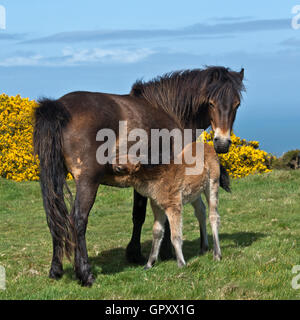 Un pony Exmoor puledro alimentazione da sua madre sulla collina di burro a Countisbury sulla costa nord del Devon Foto Stock