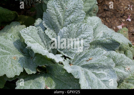 Argento pianta di salvia in giardino (Salvia argentea) - USA Foto Stock