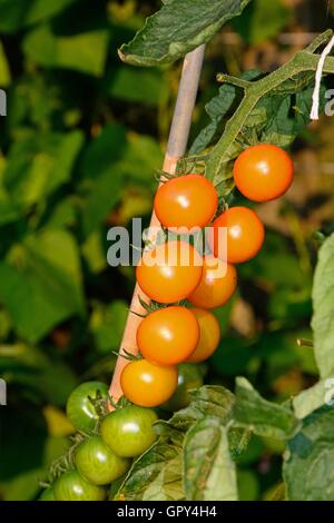 Sungold pomodori ciliegia crescente sulla pianta, Inghilterra, Regno Unito, Europa occidentale. Foto Stock