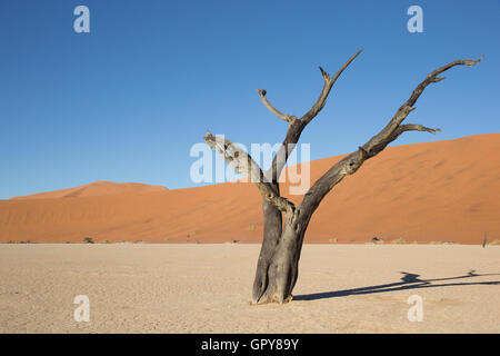 Morto il Camel Thorn (Acacia erioloba) sulla coppa di argilla nel deserto Foto Stock