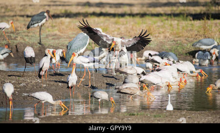 Giallo-fatturati Stork (Myceteria ibis), Marabou Stork (Leptoptilos crumniferus) PESCA Foto Stock