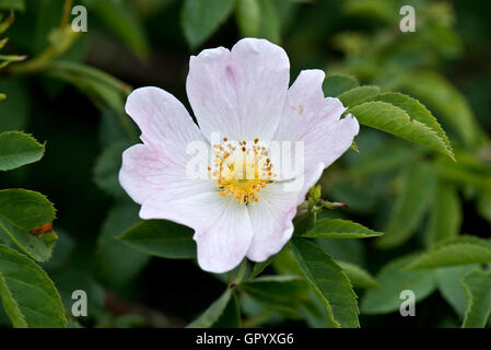 Rosa pallido fiore di un rosa canina Rosa canina, Berkshire, Giugno Foto Stock