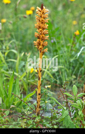 Succhiamele prataiolo Fiordaliso, Orobanche elatior, fiore spike in un gesso in disuso pit, Berkshire, Giugno Foto Stock