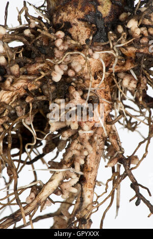 Noduli di radice per la fissazione di azoto formata da batteri Rhizobium sulle radici di un ampia pianta di fagiolo Foto Stock