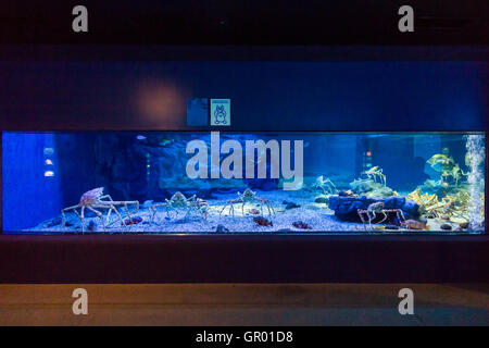 Giappone, Osaka, Acquario Kaiyukan. Interno. Mare del Giappone vasca profonda con il Giapponese granseole, Takaashigani, Macrocheira kaempferi. Foto Stock