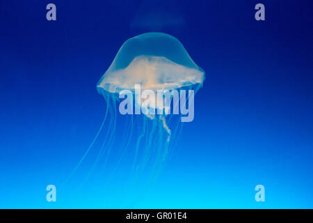 Giappone, Osaka, Acquario Kaiyukan. Interno. Pacifico mare Meduse di ortica, Chrysaora fuscescens, traslucido, nuoto in profondità buia serbatoio acqua. Foto Stock