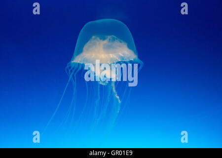 Giappone, Osaka, Acquario Kaiyukan. Interno. Pacifico mare Meduse di ortica, Chrysaora fuscescens, traslucido, nuoto in profondità buia serbatoio acqua. Foto Stock