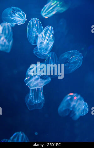 Giappone, Osaka, Acquario Kaiyukan. Interno. Auto-illuiminating meduse, nuoto e impulsi di lampeggio luci colorate, in profonda buia serbatoio acqua. Foto Stock