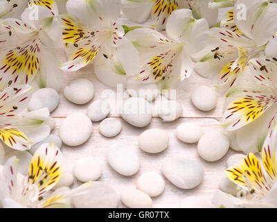 Alstroemeria delicato di fiori e di ciottoli bianchi su tavole di legno Foto Stock