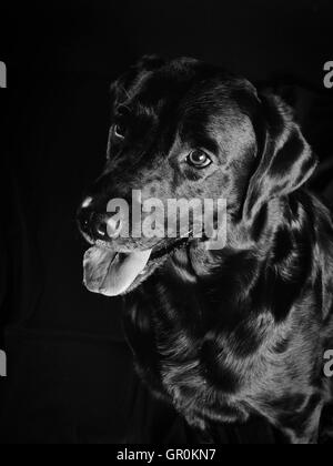 Il Labrador Retriever Foto Stock