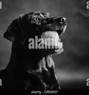 Il Labrador con una sfera Foto Stock