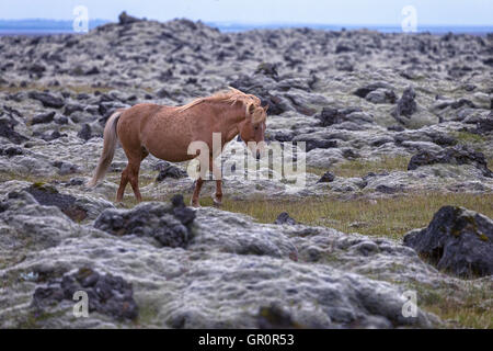 Un cavallo islandese in un campo di lava Foto Stock