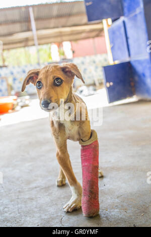 Grazioso cucciolo con grandi occhi in piedi con un cast sulla sua fratturato la gamba anteriore. Foto Stock