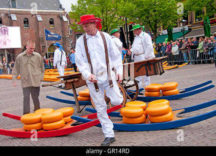 In Olanda il mercato del formaggio di Alkmaar, vettori di trasporto pesante i formaggi su slitte di legno chiamato 'acini." Foto Stock
