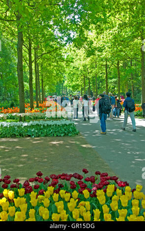 I visitatori a piedi il percorso tra i tulipani in giardini Keukenhof Lisse, Olanda Foto Stock